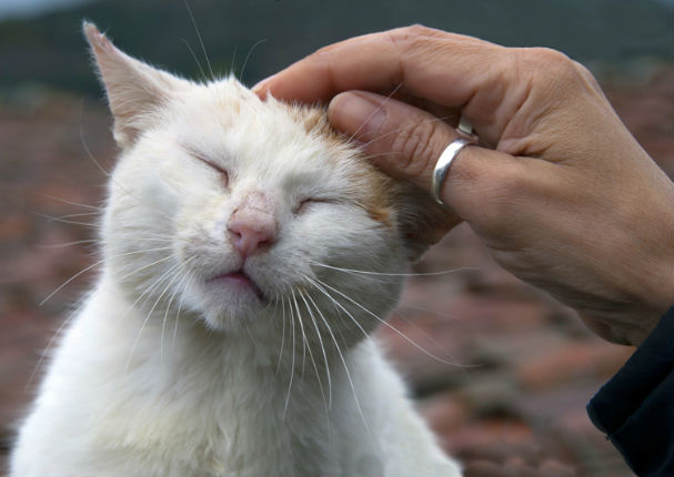 ¿El ronroneo de los gatos puede mejorar la salud? Entérate más aquí