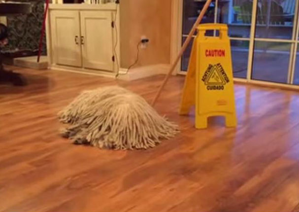 ¿Es un perro o un trapeador? Mira el video aquí