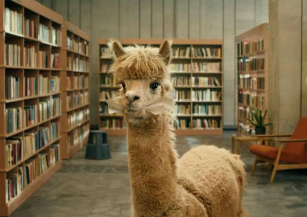 Mira a estas tiernas alpacas robarse la atención de los ingleses, en un comercial (VIDEO)