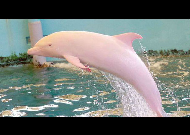 Raro delfín albino se vuelve rosado según sus emociones (FOTOS)