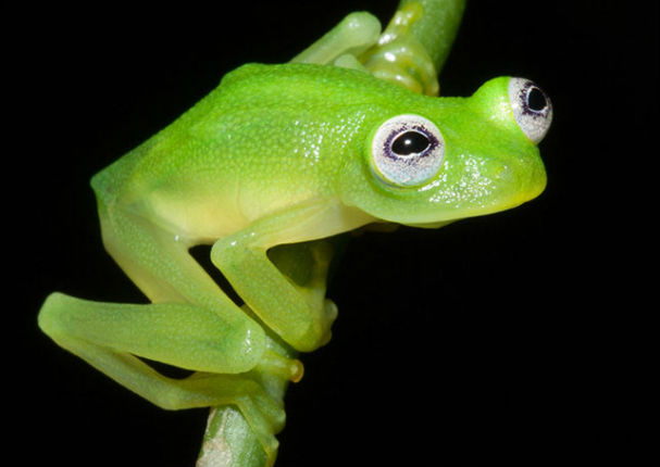 Encuentran a la rana René en la vida real y se vuelve viral (FOTO)