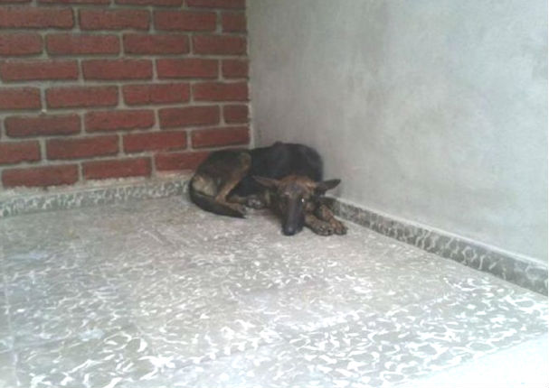 ¡Conmovedor! Perrita camina 161 kilómetros para regresar a ‘casa’