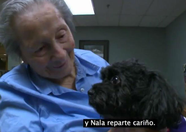 ¡Muy tierno! Perrita lleva alegría a un hogar de ancianos (VIDEO)