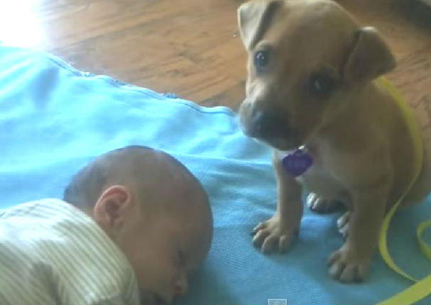 ¡Muy tierno! Perrito se muere de sueño pero no deja de cuidar a su dueño (VIDEO)