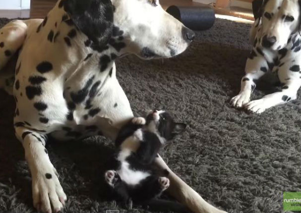 ¡Muy tierno! Mira cómo este gatito juega con dos dálmatas (VIDEO)