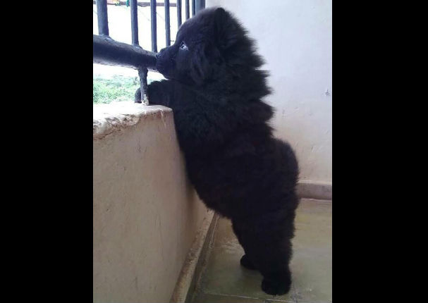 ¡Muy tiernos! Mira a estos cachorros que son iguales a osos de peluche (FOTOS)