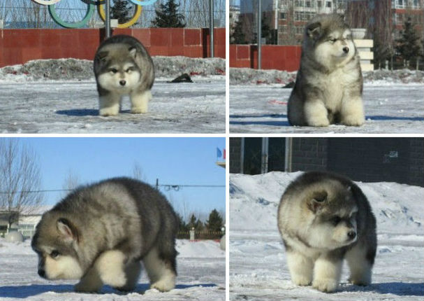 ¡Muy tiernos! Mira a estos cachorros que son iguales a osos de peluche (FOTOS)