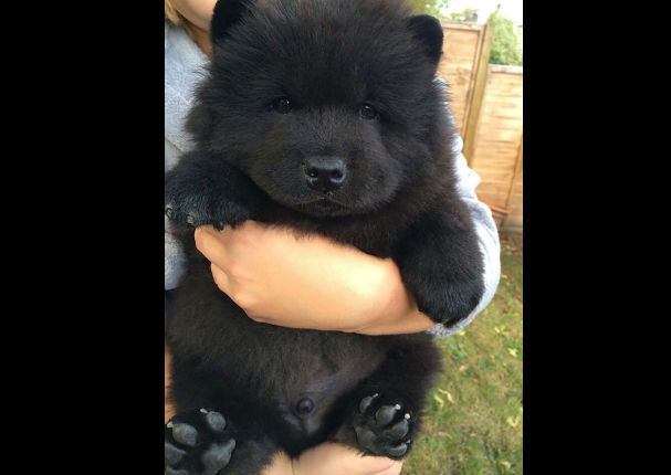 ¡Muy tiernos! Mira a estos cachorros que son iguales a osos de peluche (FOTOS)