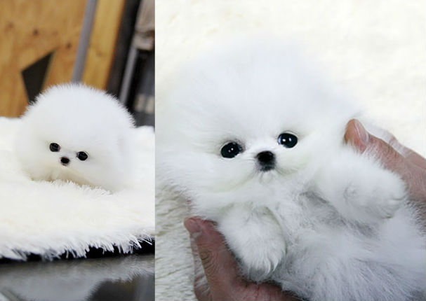 ¡Muy tiernos! Mira a estos cachorros que son iguales a osos de peluche (FOTOS)