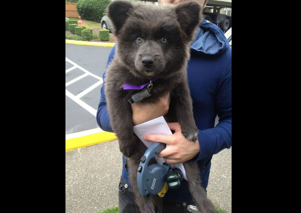 ¡Muy tiernos! Mira a estos cachorros que son iguales a osos de peluche (FOTOS)