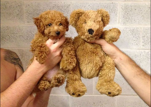 ¡Muy tiernos! Mira a estos cachorros que son iguales a osos de peluche (FOTOS)