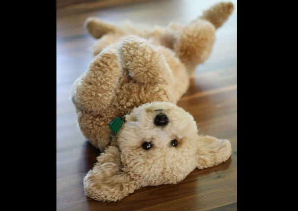 ¡Muy tiernos! Mira a estos cachorros que son iguales a osos de peluche (FOTOS)