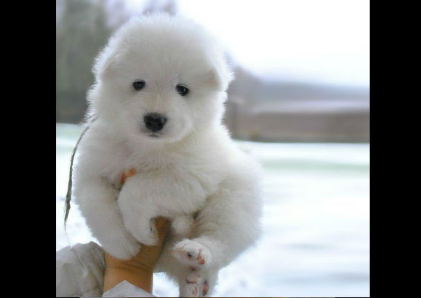 ¡Muy tiernos! Mira a estos cachorros que son iguales a osos de peluche (FOTOS)