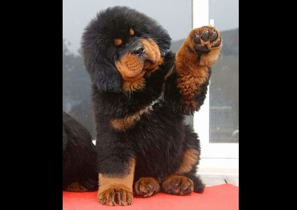 ¡Muy tiernos! Mira a estos cachorros que son iguales a osos de peluche (FOTOS)