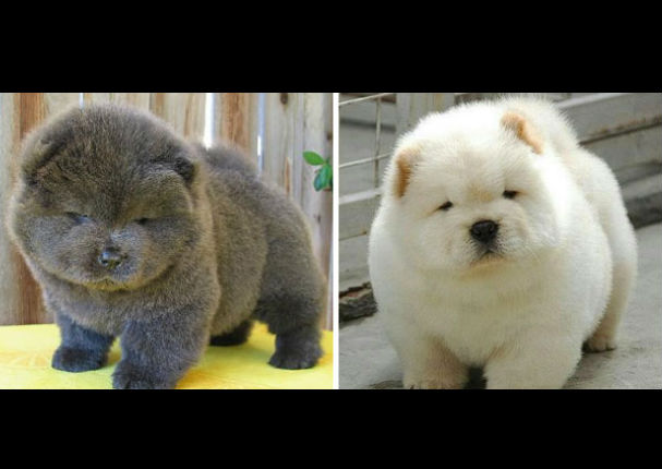¡Muy tiernos! Mira a estos cachorros que son iguales a osos de peluche (FOTOS)