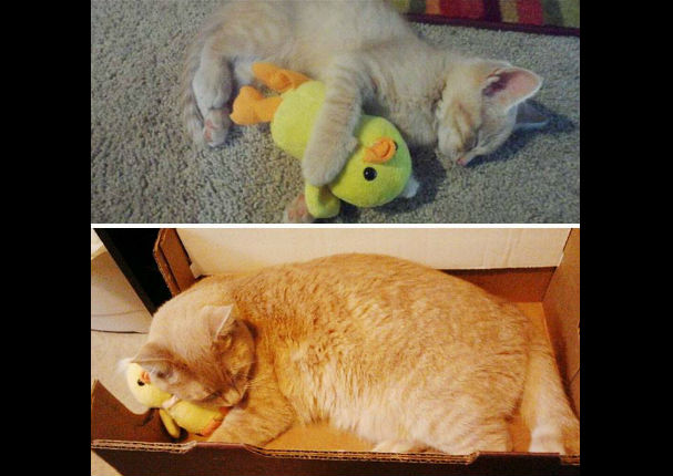 ¡Muy tierno! Estos animales no dejan a sus juguetes por nada (FOTOS)