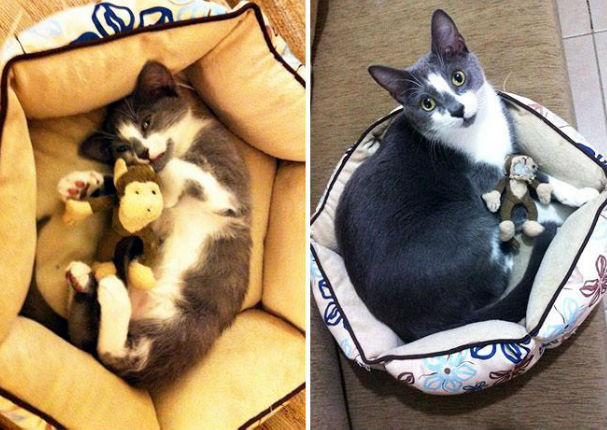 ¡Muy tierno! Estos animales no dejan a sus juguetes por nada (FOTOS)