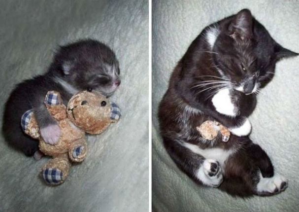 ¡Muy tierno! Estos animales no dejan a sus juguetes por nada (FOTOS)