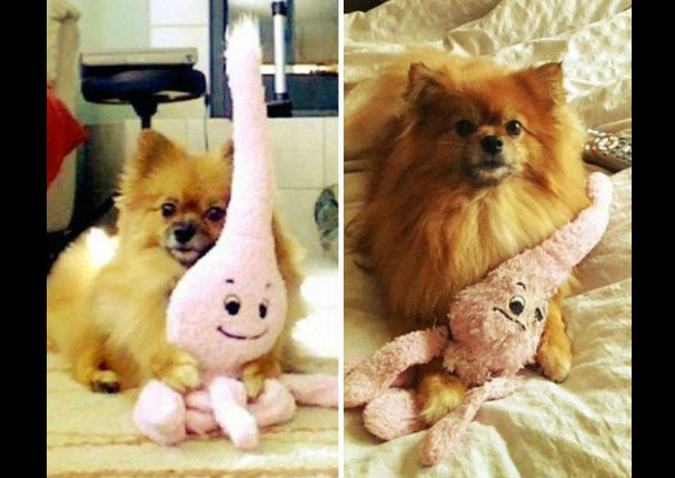 ¡Muy tierno! Estos animales no dejan a sus juguetes por nada (FOTOS)