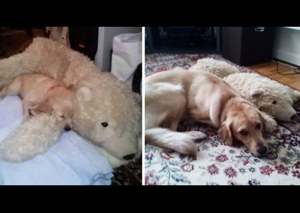 ¡Muy tierno! Estos animales no dejan a sus juguetes por nada (FOTOS)