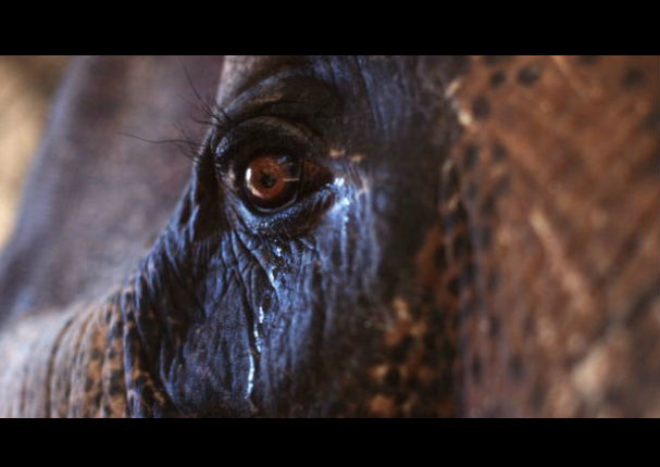 Los animales también lloran a sus seres queridos, te lo demostramos aquí (VIDEO)