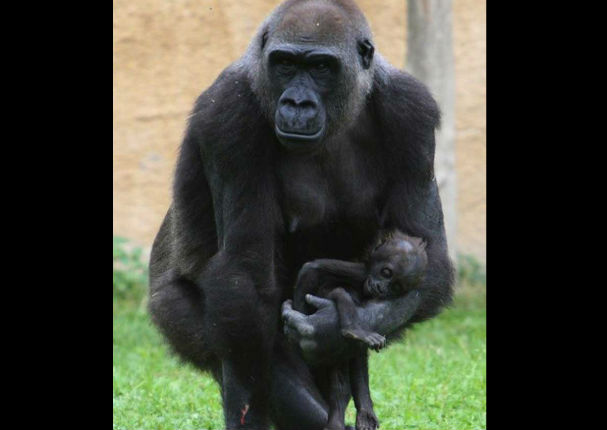 Los animales también lloran a sus seres queridos, te lo demostramos aquí (VIDEO)