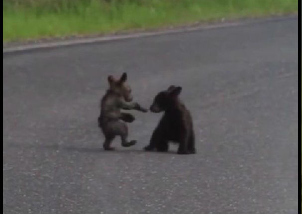 La ‘pelea’ de estos ositos te va derretir el corazón de ternura (VIDEO)