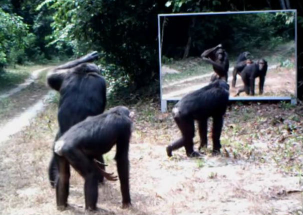 Mira las divertidas reacciones de estos animales al ver su reflejo (VIDEO)