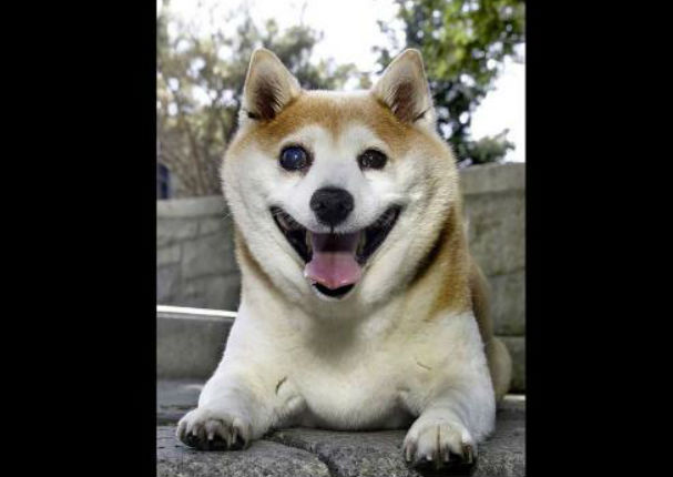 ¡Muy tierno! Conoce a Cinnamon, el perro que no deja de sonreír (FOTOS) ¡Muy tierno! Conoce a Cinnamon, el perro que no deja de sonreír (FOTOS)