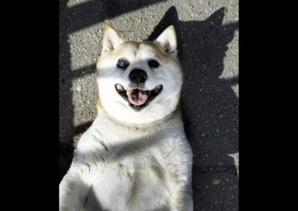 ¡Muy tierno! Conoce a Cinnamon, el perro que no deja de sonreír (FOTOS) ¡Muy tierno! Conoce a Cinnamon, el perro que no deja de sonreír (FOTOS)