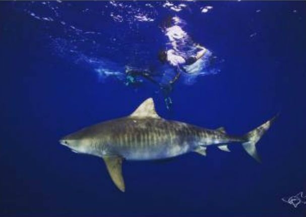 ¡Alucinante! Mira a Zac Efron nadando entre tiburones (VIDEO)