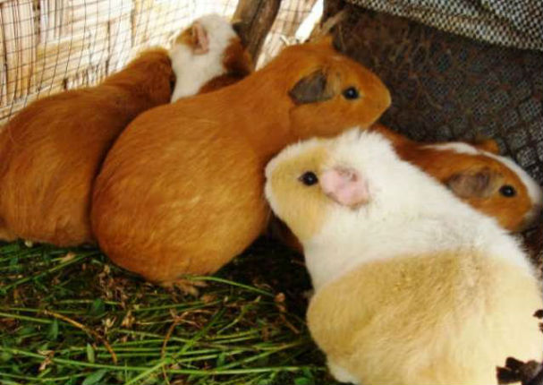 Estudio revela el peligro de comer cuy