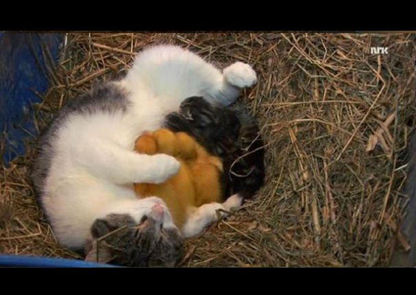 No vas a creer cómo esta gata adoptó a unos patitos (FOTOS)