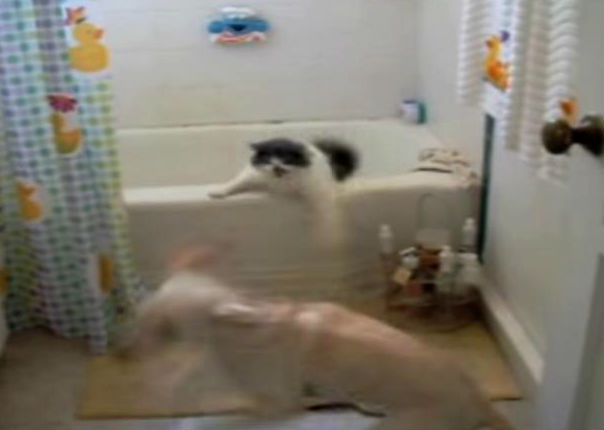 ¡Muy gracioso! Mira la divertida convivencia entre perros y gatos (VIDEO)