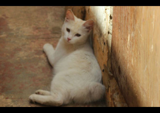 Un conejo y una gata se enamoran y tienen una cría, en Venezuela (VIDEO)