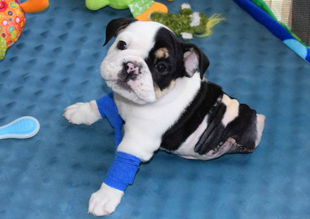 Conoce a Bonsai, el perrito que conmueve a las redes sociales (VIDEO)