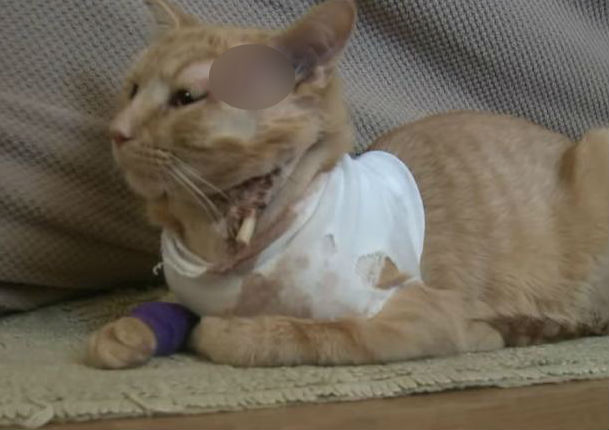 ¡Conmovedor! Gato evita que a niño le impacte una bala perdida (VIDEO)
