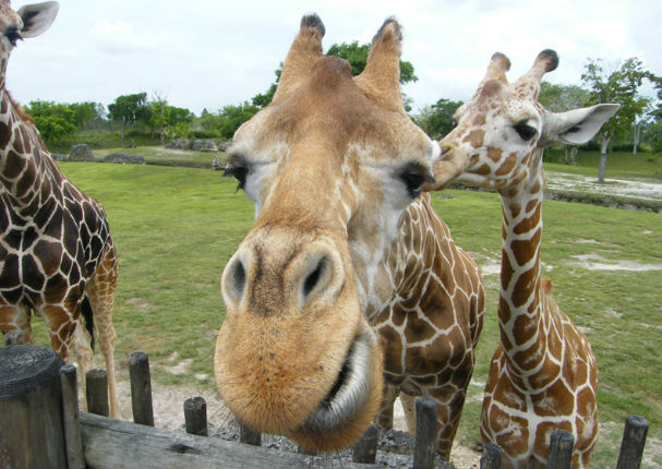 Anunciaron que no habrán más zoológicos en Costa Rica, pero…