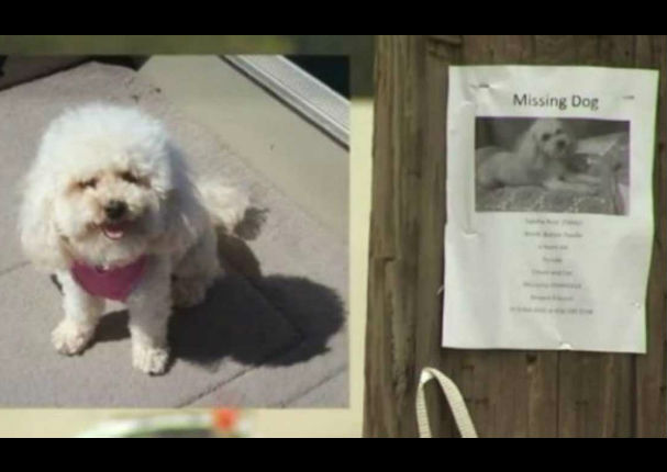 ¡Sorprendente! Perrita se perdió y luego se rescató a si misma (VIDEO)