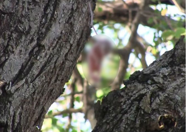 Mira cómo rescataron a una ardilla bebé al borde la muerte (VIDEO)
