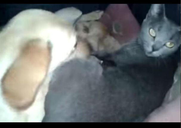 ¡Increíble! Gatita y perrita cuidan juntas a sus crías recién nacidas (VIDEO)