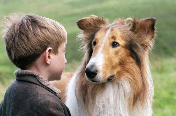 Cinco películas protagonizadas por animales que te conmoverán Cinco películas protagonizadas por animales que te conmoverán
