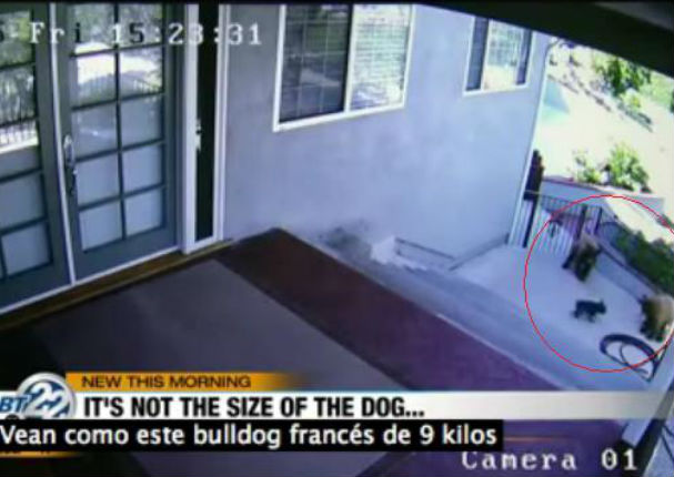 Mira cómo un pequeño perro logra ahuyentar a dos osos (VIDEO)