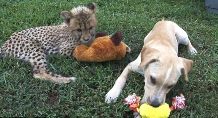 Guepardo y tierno cachorrito son amigos inseparables (VIDEO) Guepardo y tierno cachorrito son amigos inseparables (VIDEO)