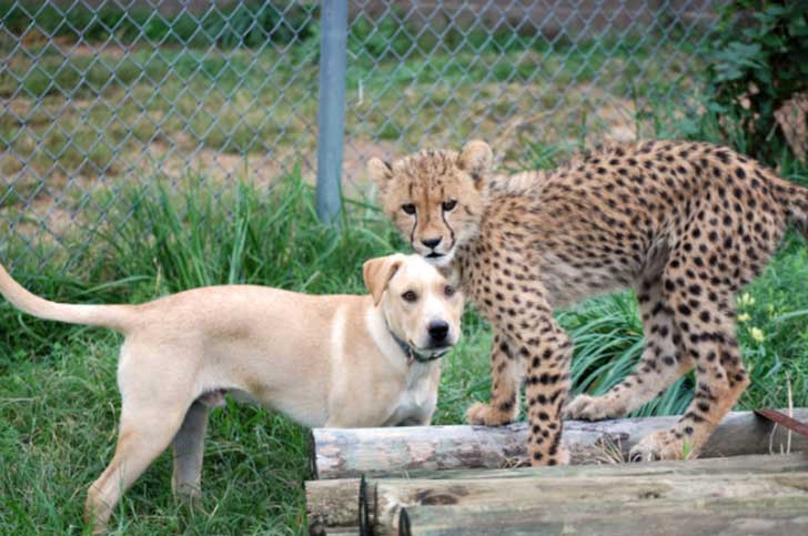 Guepardo y tierno cachorrito son amigos inseparables (VIDEO) Guepardo y tierno cachorrito son amigos inseparables (VIDEO)