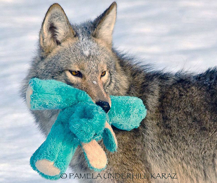 Un coyote encontró un juguete… ¡No creerás lo que hizo con él! Un coyote encontró un juguete… ¡No creerás lo que hizo con él!