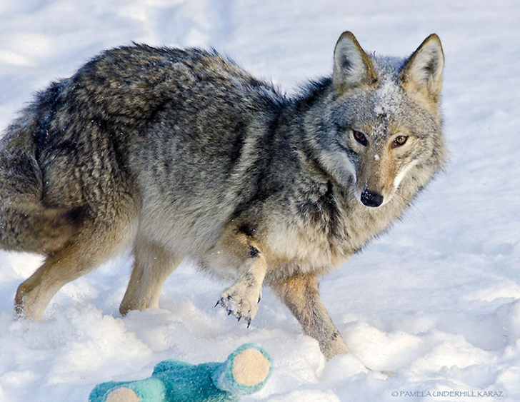 Un coyote encontró un juguete… ¡No creerás lo que hizo con él! Un coyote encontró un juguete… ¡No creerás lo que hizo con él!
