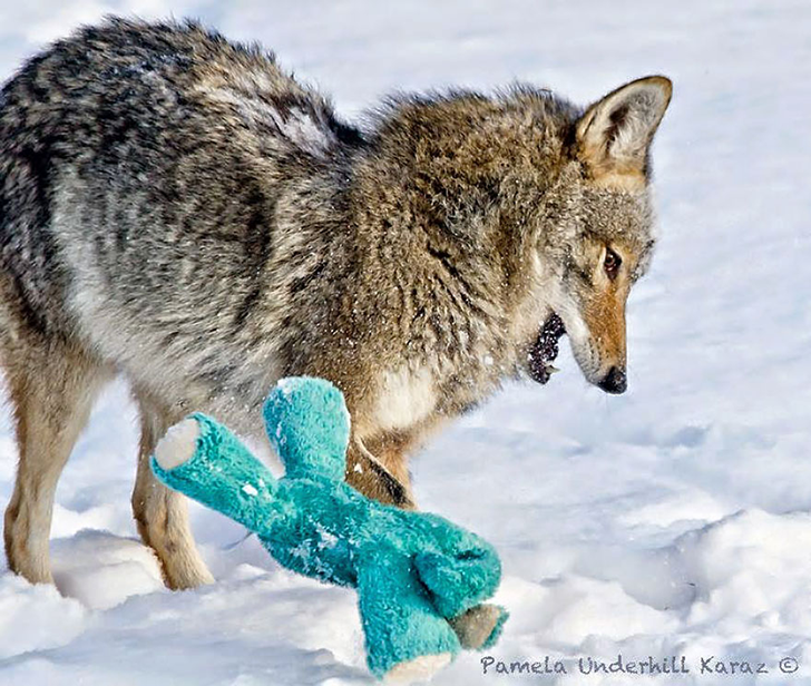 Un coyote encontró un juguete… ¡No creerás lo que hizo con él! Un coyote encontró un juguete… ¡No creerás lo que hizo con él!