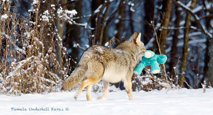 Un coyote encontró un juguete… ¡No creerás lo que hizo con él! Un coyote encontró un juguete… ¡No creerás lo que hizo con él!