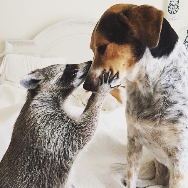 Conoce la historia de Pumpkin, el mapache que se cree perro Conoce la historia de Pumpkin, el mapache que se cree perro